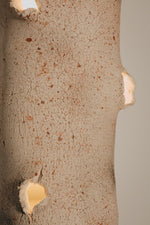 Cargar imagen en el visor de la galería, Ceramic Light / Wild Speckled
